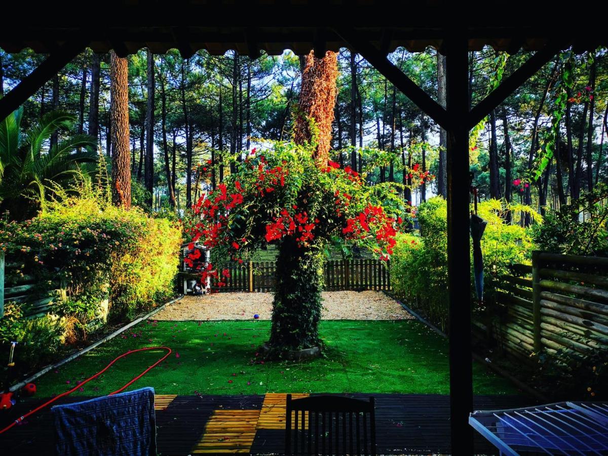Dolphin Aroeira Beach Villa ชาร์เนกา ภายนอก รูปภาพ